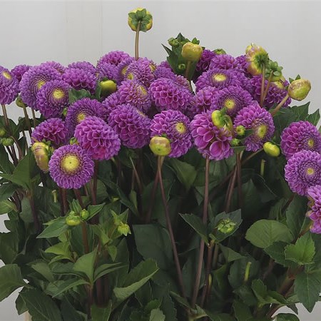 Dahlia Franz Kafka