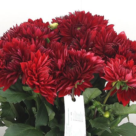 Dahlia Garden Wonder