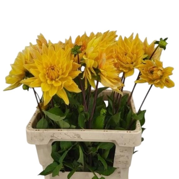 Dahlia Gelber Vulcan