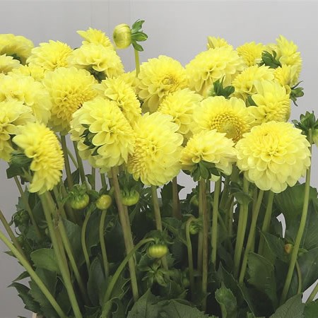 Dahlia Golden Torch