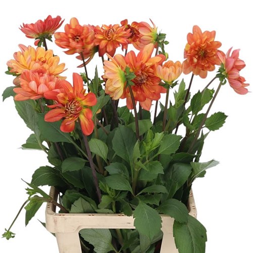 Dahlia Graceland