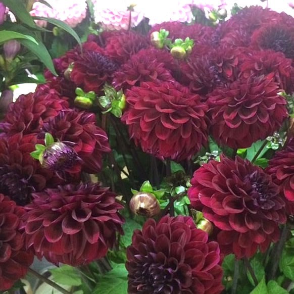 Dahlia Happy Jill (Bulk Pack)