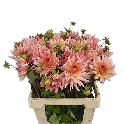 Dahlia Henriette