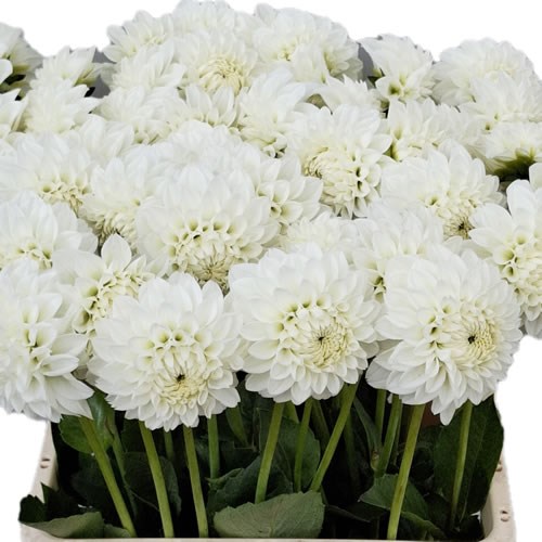 Dahlia Ice Ice Baby