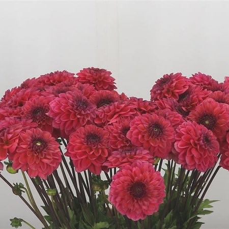 Dahlia Isa Candy