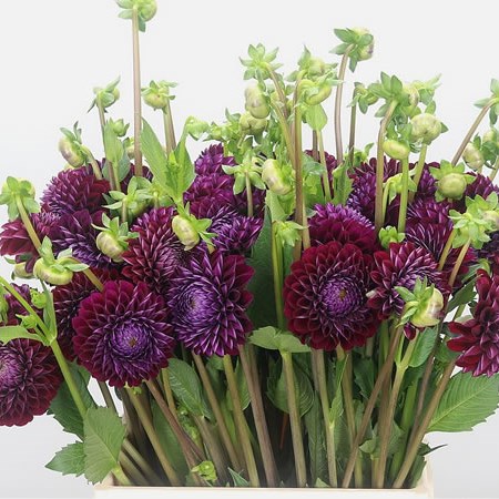 Dahlia Ivannetti