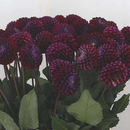 Dahlia Ivannetti