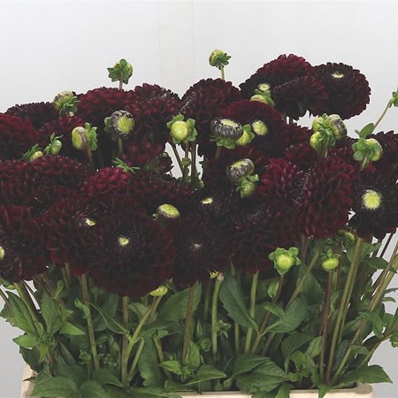 Dahlia Jowey Mirella