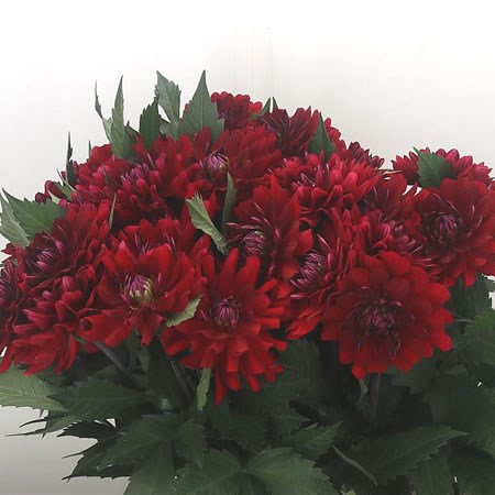Dahlia Karma Amora