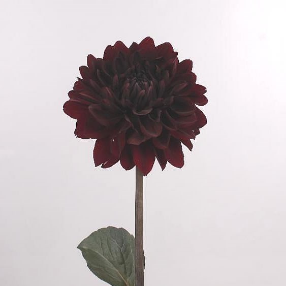 Dahlia Karma Choco