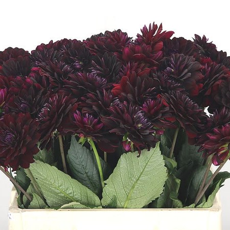 Dahlia La Recoleta