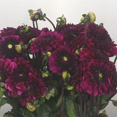 Dahlia Lilac Bull