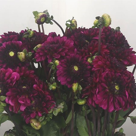 Dahlia Lilac Bull