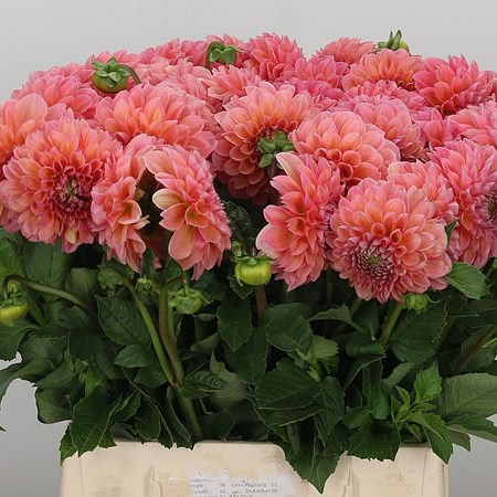 Dahlia Linda's Baby
