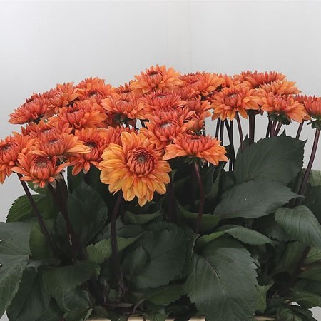 Dahlia Love Of My Life