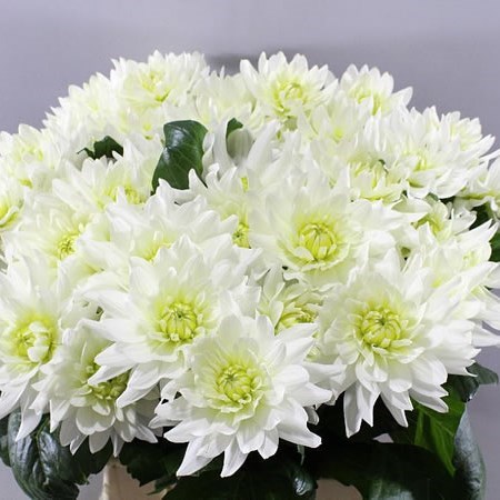 Dahlia Maarten Zwaan