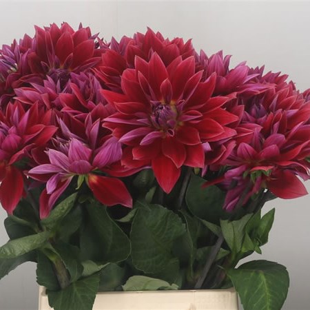 Dahlia Marinda