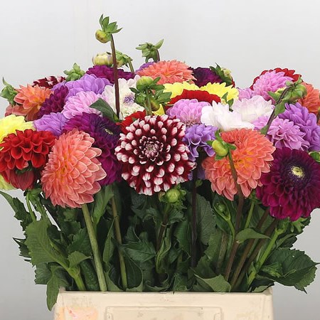 Dahlia Mix (Cols May Vary)
