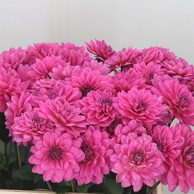 Dahlia Nashville
