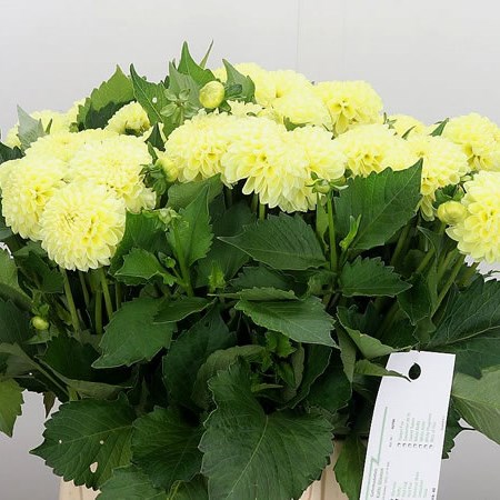 Dahlia Nettie Yellow