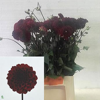 Dahlia Night Queen