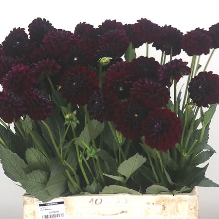 Dahlia Night Queen