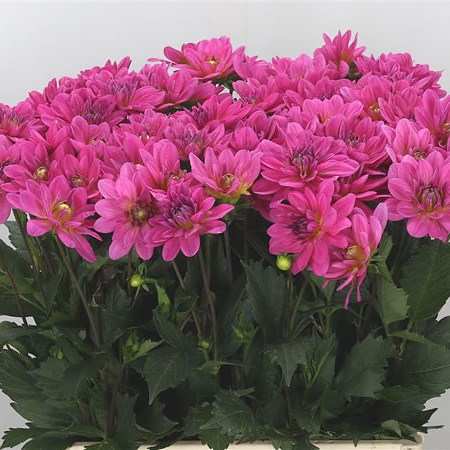 Dahlia Onesta