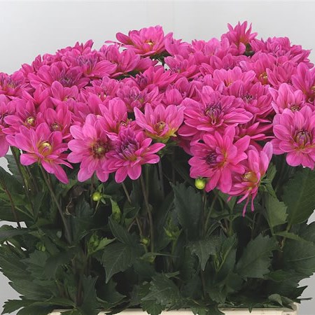 Dahlia Onesta