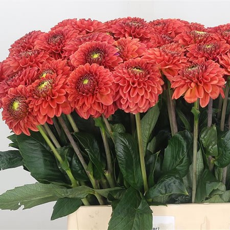 Dahlia Orange Fox