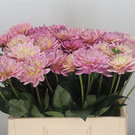 Dahlia Pink Magic Striped