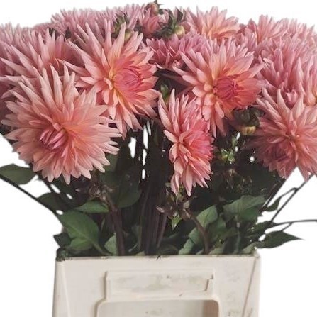 Dahlia Preference