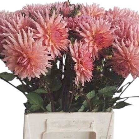 Dahlia Preference