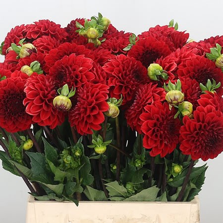 Dahlia Red Cap