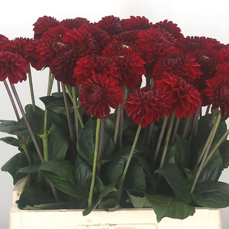 Dahlia Red Fox