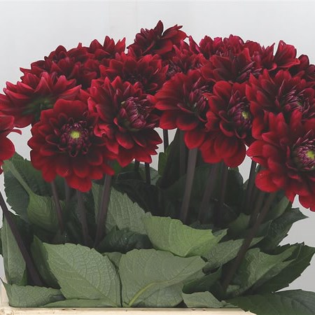 Dahlia Red Runner