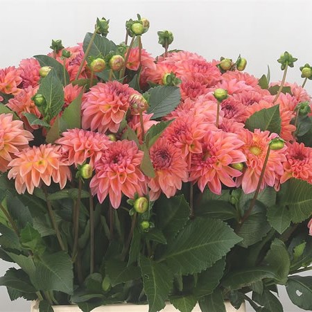 Dahlia Sebastian