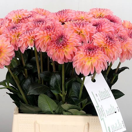 Dahlia Sebastian