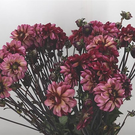 Dahlia Seniors Hope