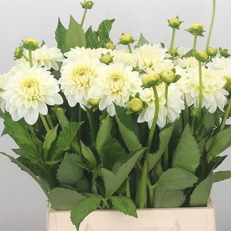 Dahlia Snow Cap