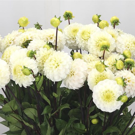 Dahlia Snowflake