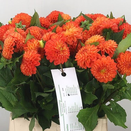 Dahlia Souvenir D'ete