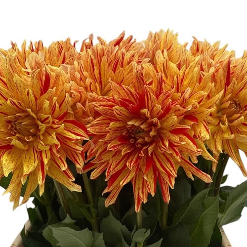 Dahlia Striped Vulcan