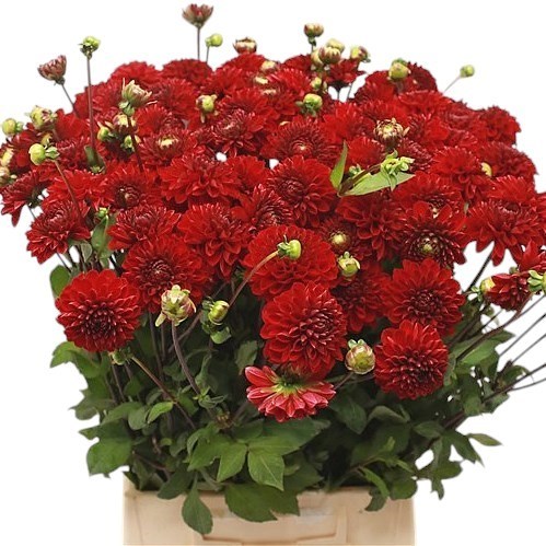 Dahlia Viking