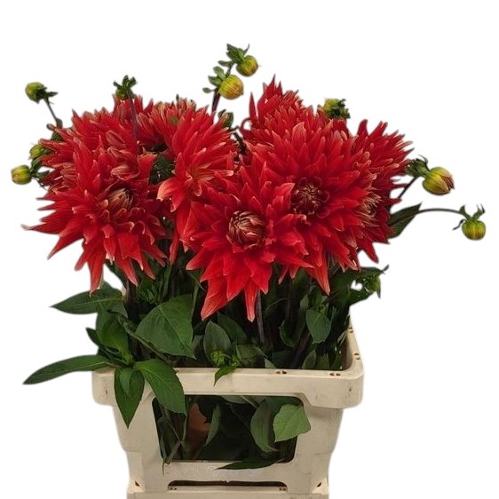 Dahlia Vulcan