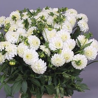 Dahlia White Aster