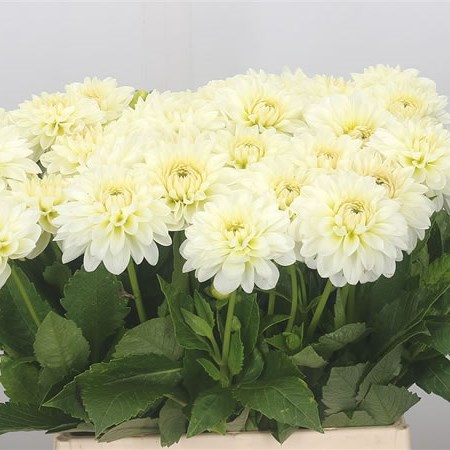Dahlia White Cap
