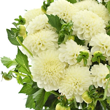 Dahlia White Nettie
