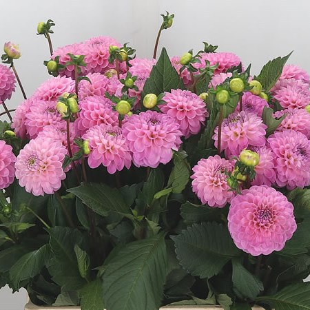 Dahlia Wizard Of Oz