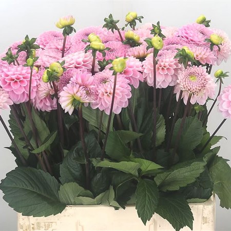 Dahlia Wizard Of Oz Pale 60cm | Wholesale Dutch Flowers