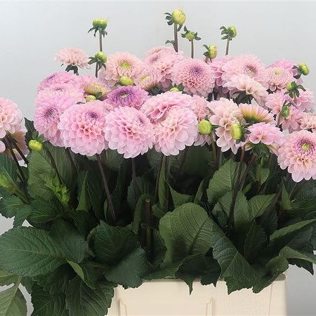 Dahlia Wizard of Oz